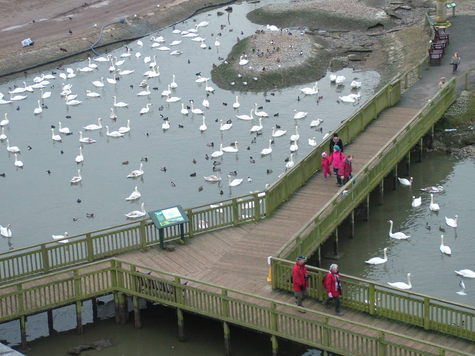 'Swan Lake' at Slimbridge 06/02/10
