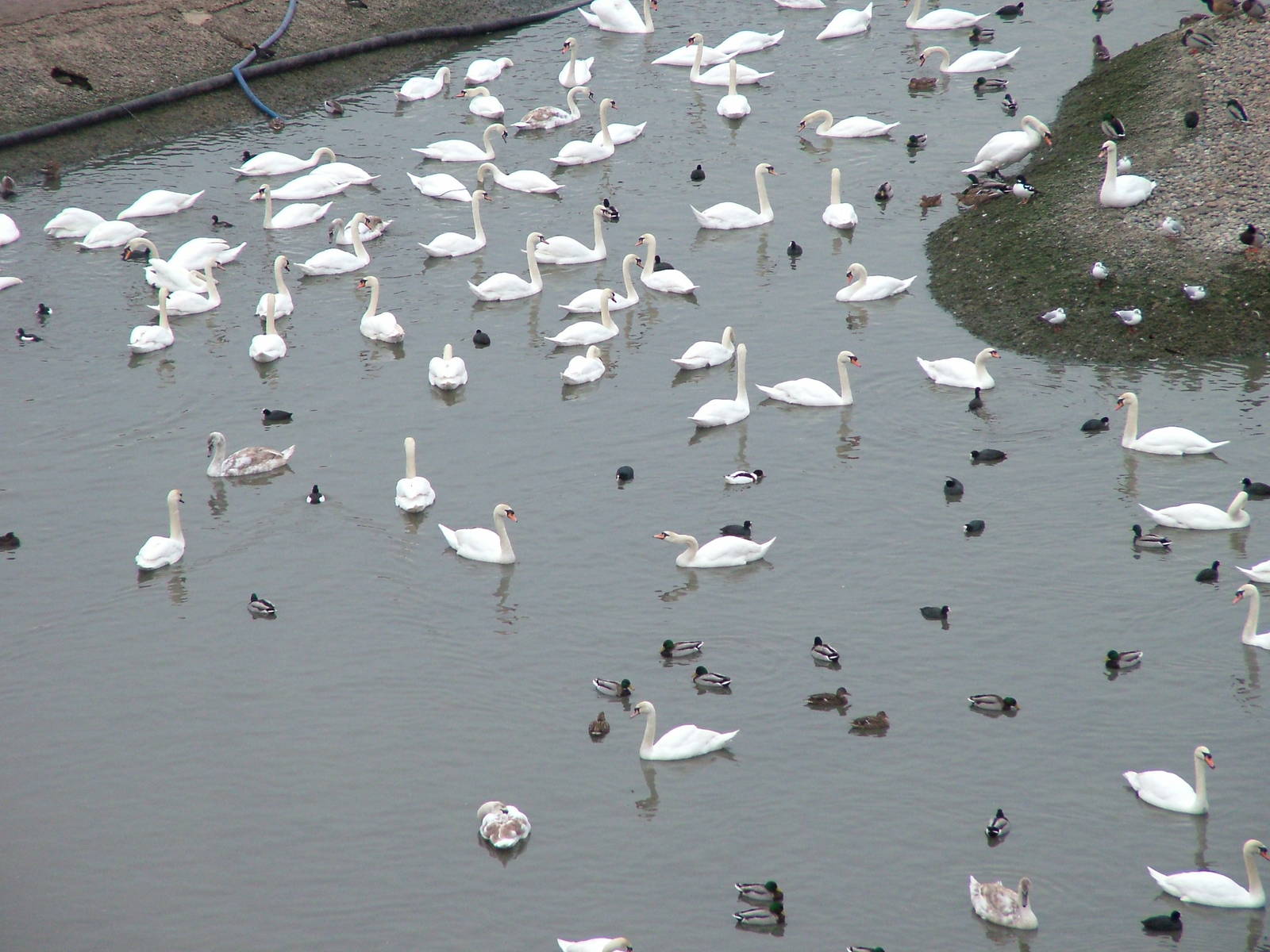 'Swan Lake' at Slimbridge 06/02/10