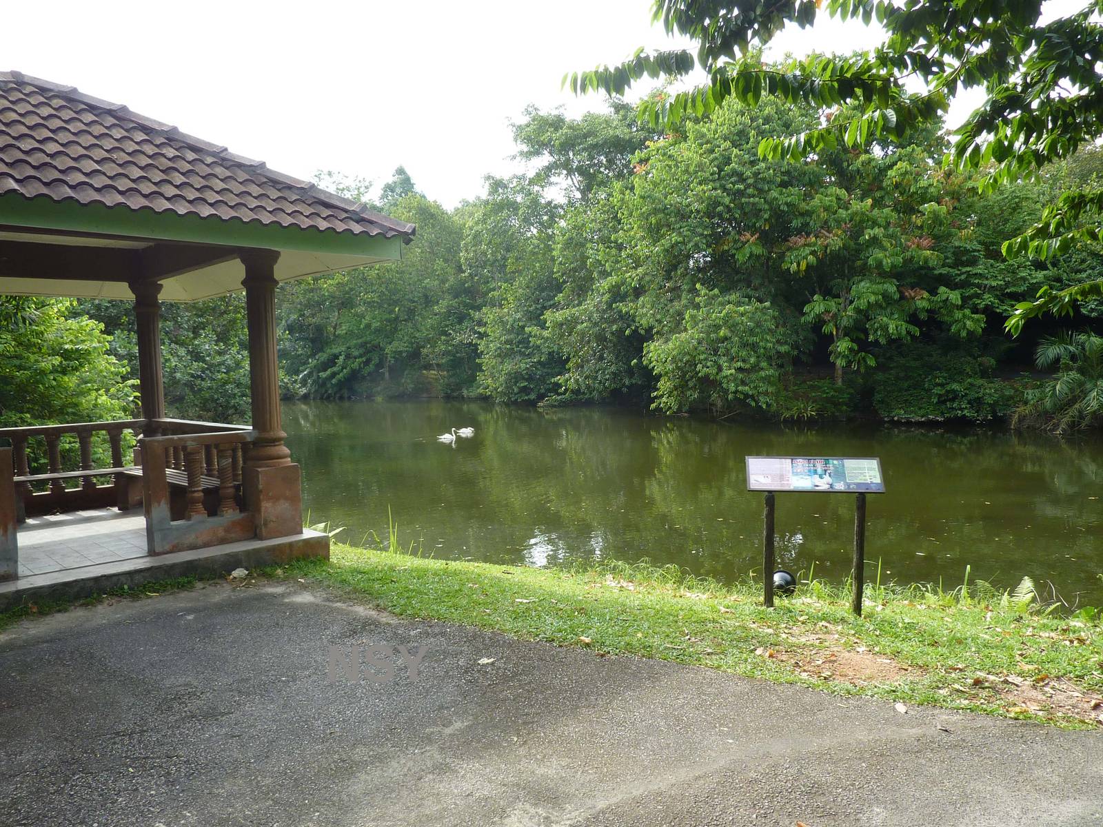 Swan lake, May 2013