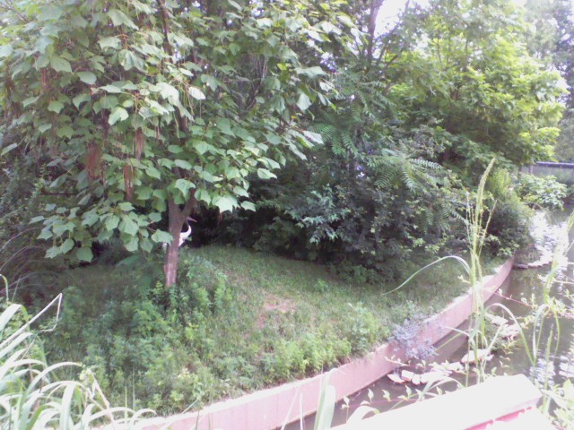 Swan Lake- Red-crowned Crane island