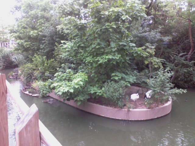 Swan Lake- Red-crowned Crane island