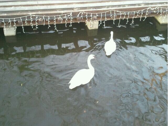 Swan Lake-Trumpeter Swans