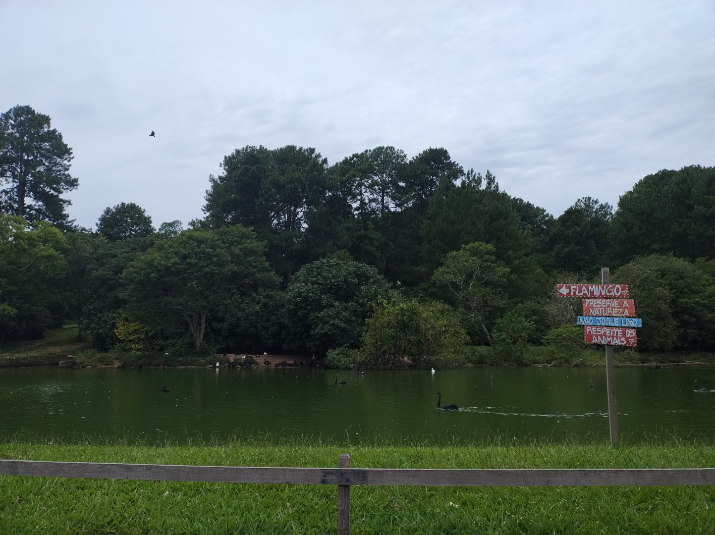 Swan lake - Zoo Sapucaia