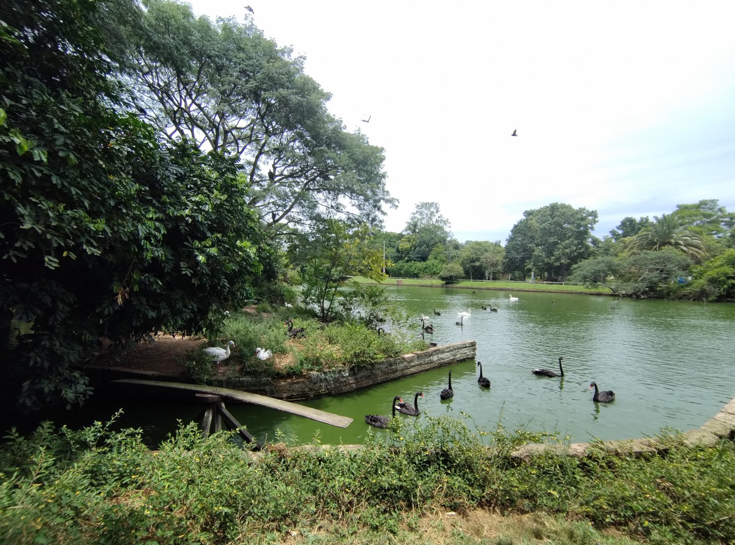 Swan lake - Zoo Sapucaia