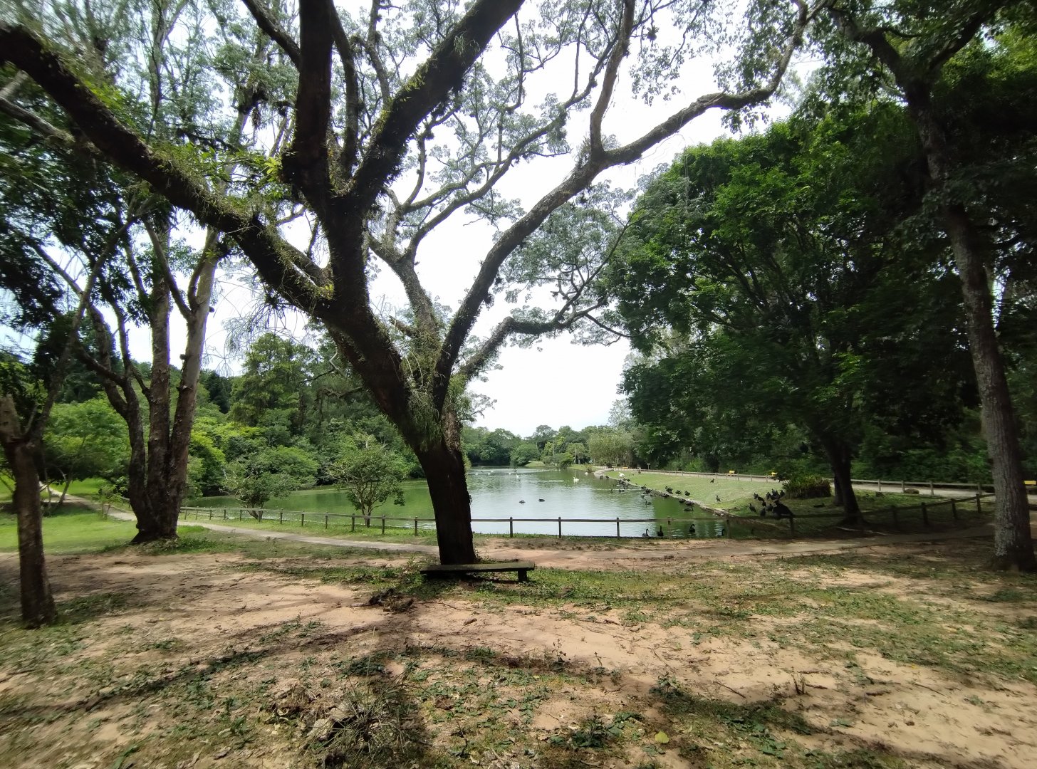 Swan lake - Zoo Sapucaia