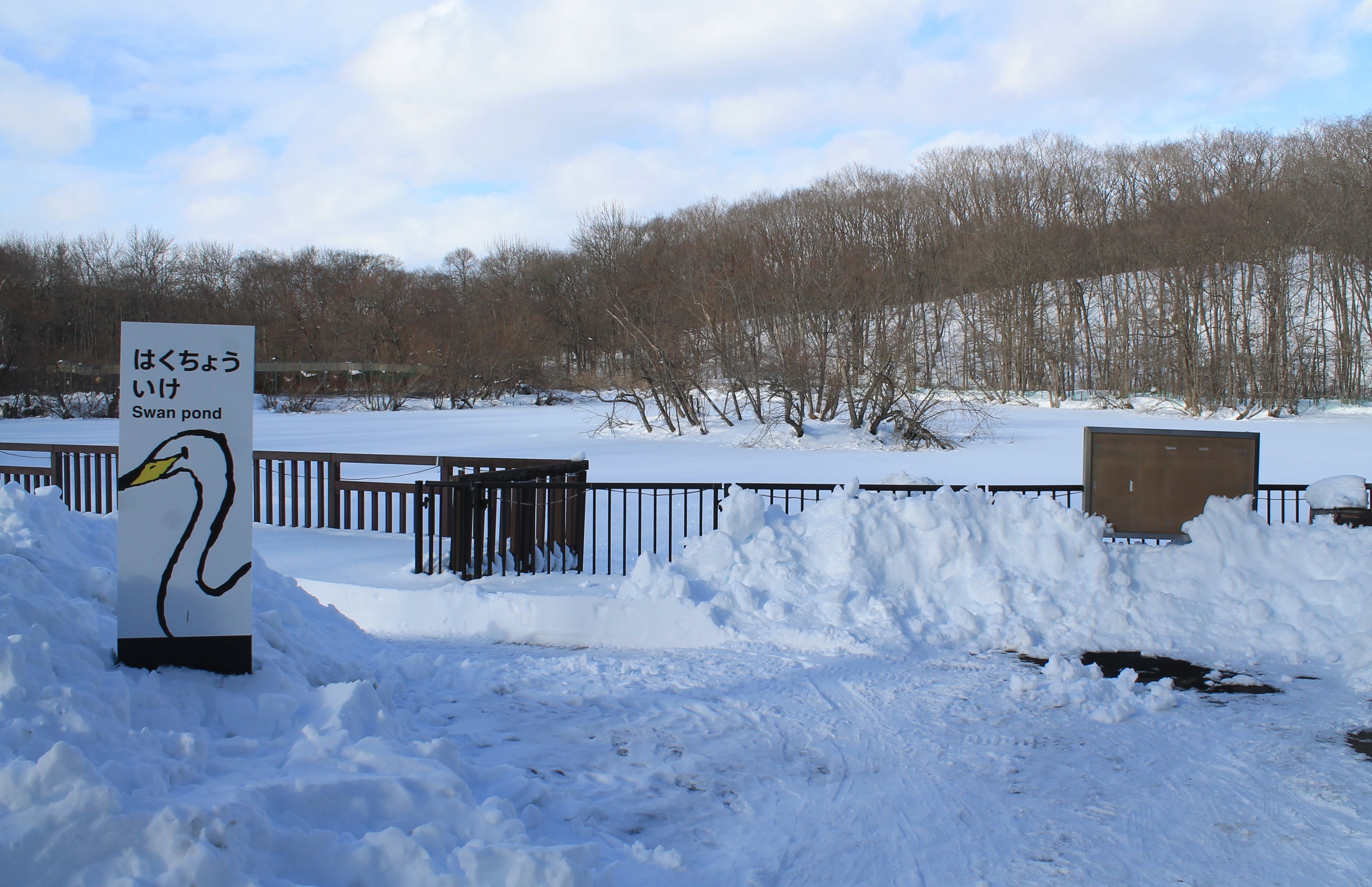 Swan Pond, Kushiro Zoo