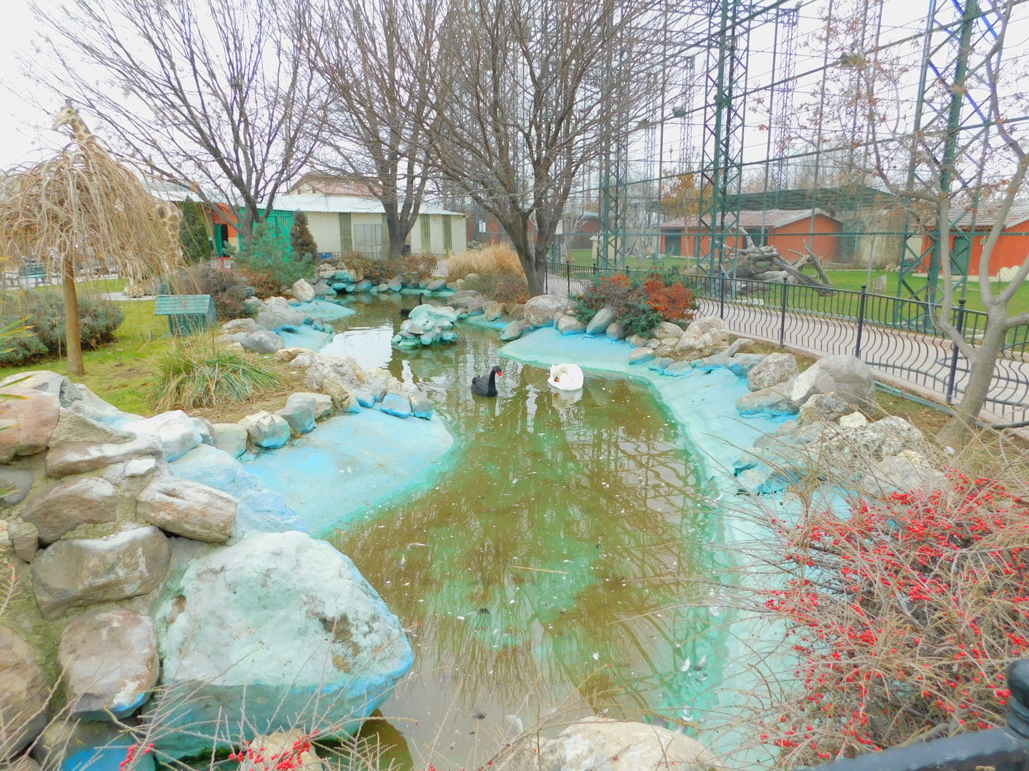 Swan Pond the Karatay Zoo
