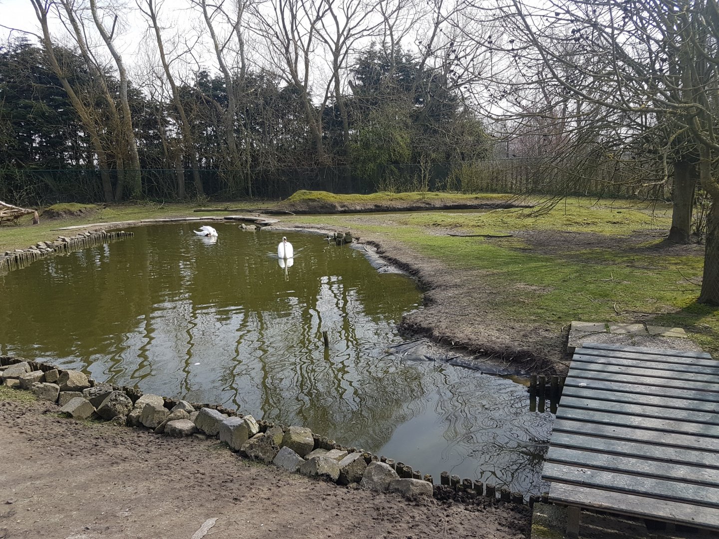 Swan-pond