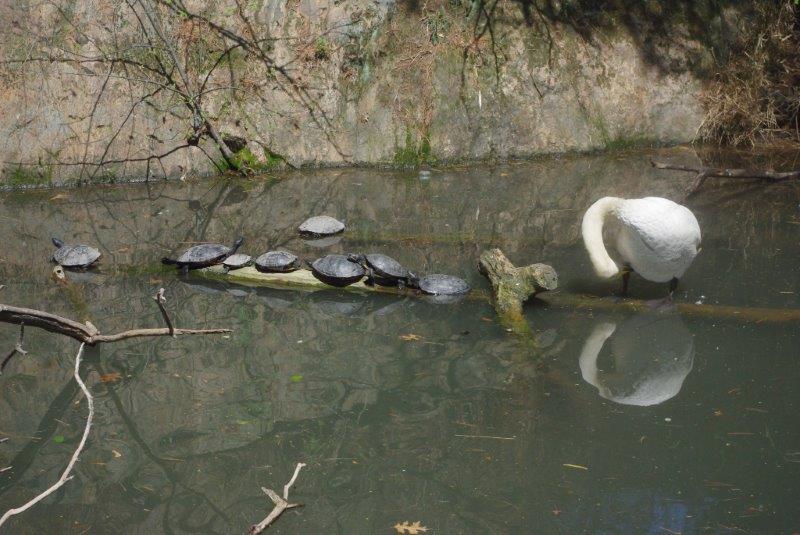 Swan & Turtles