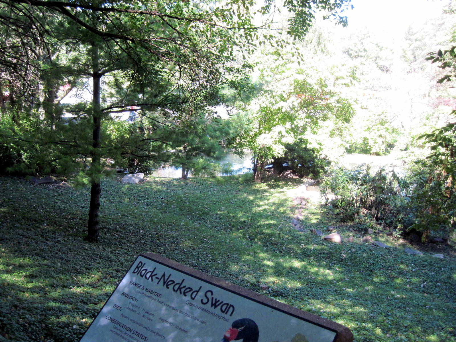 Swan Valley-Black-necked Swan Exhibit