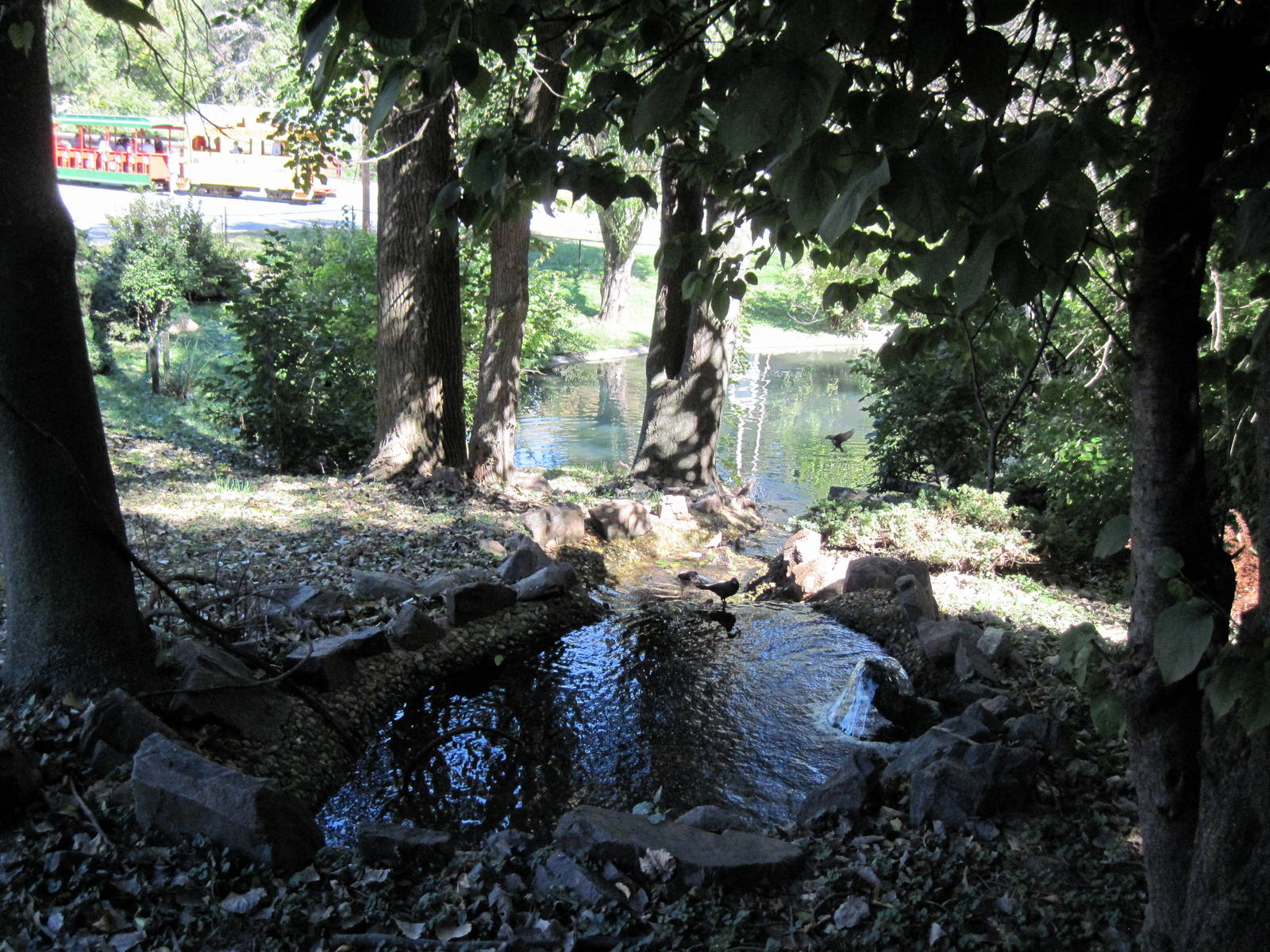 Swan Valley-Black-necked Swan Exhibit