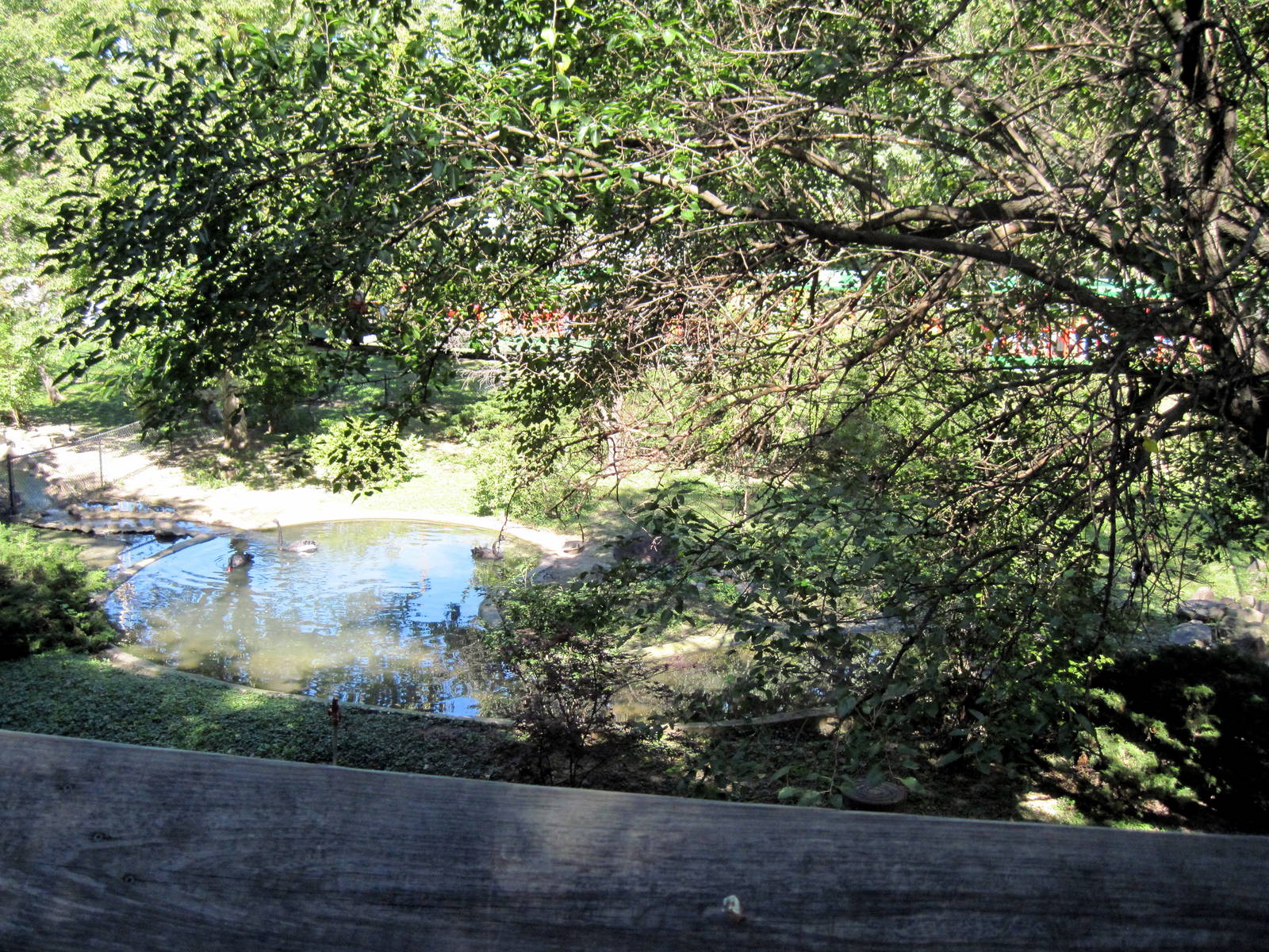 Swan Valley-Black Swan Exhibit
