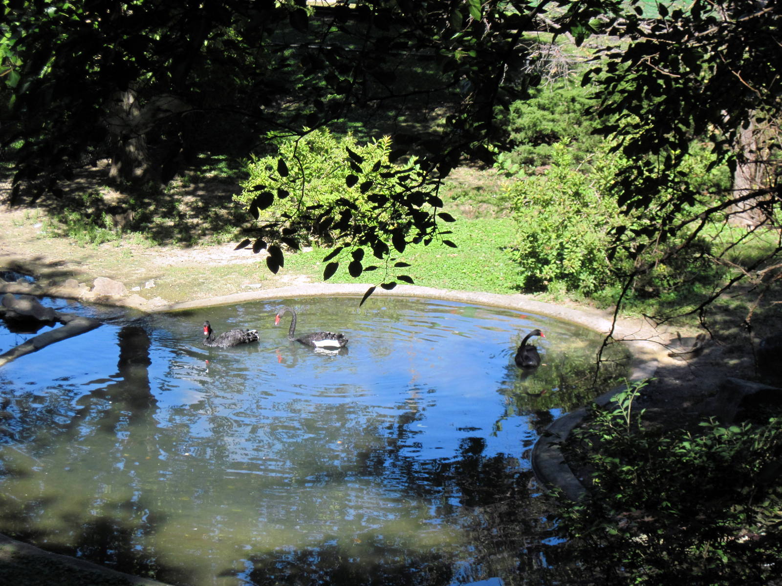 Swan Valley-Black Swans