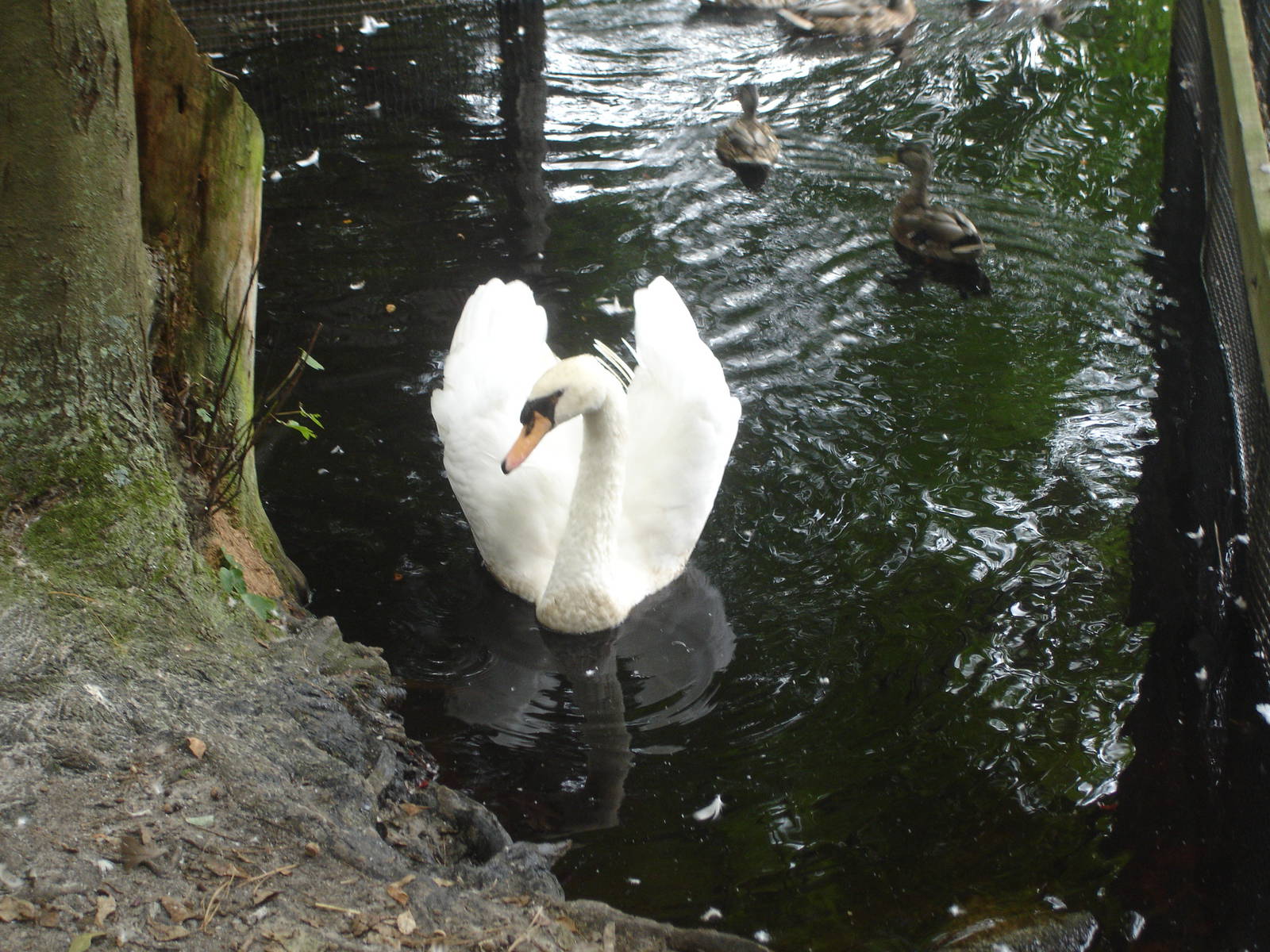 Swan