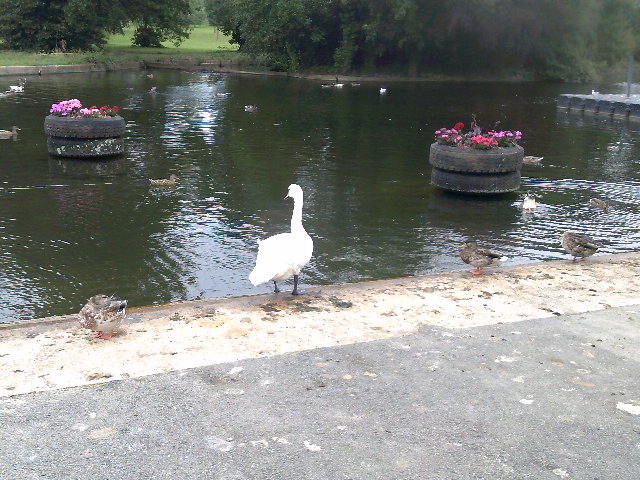 Swan