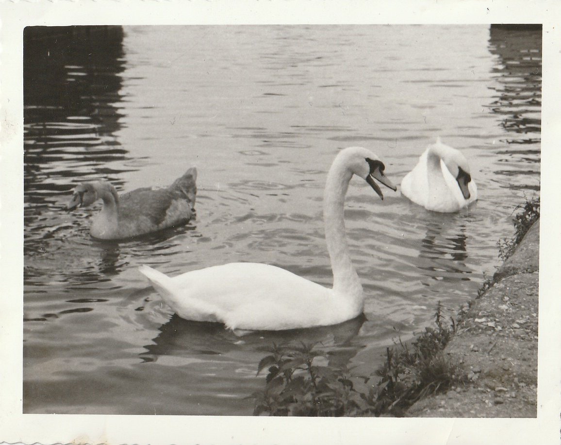 Swans at Whipsnade Zoo - taken circa August/September 1960