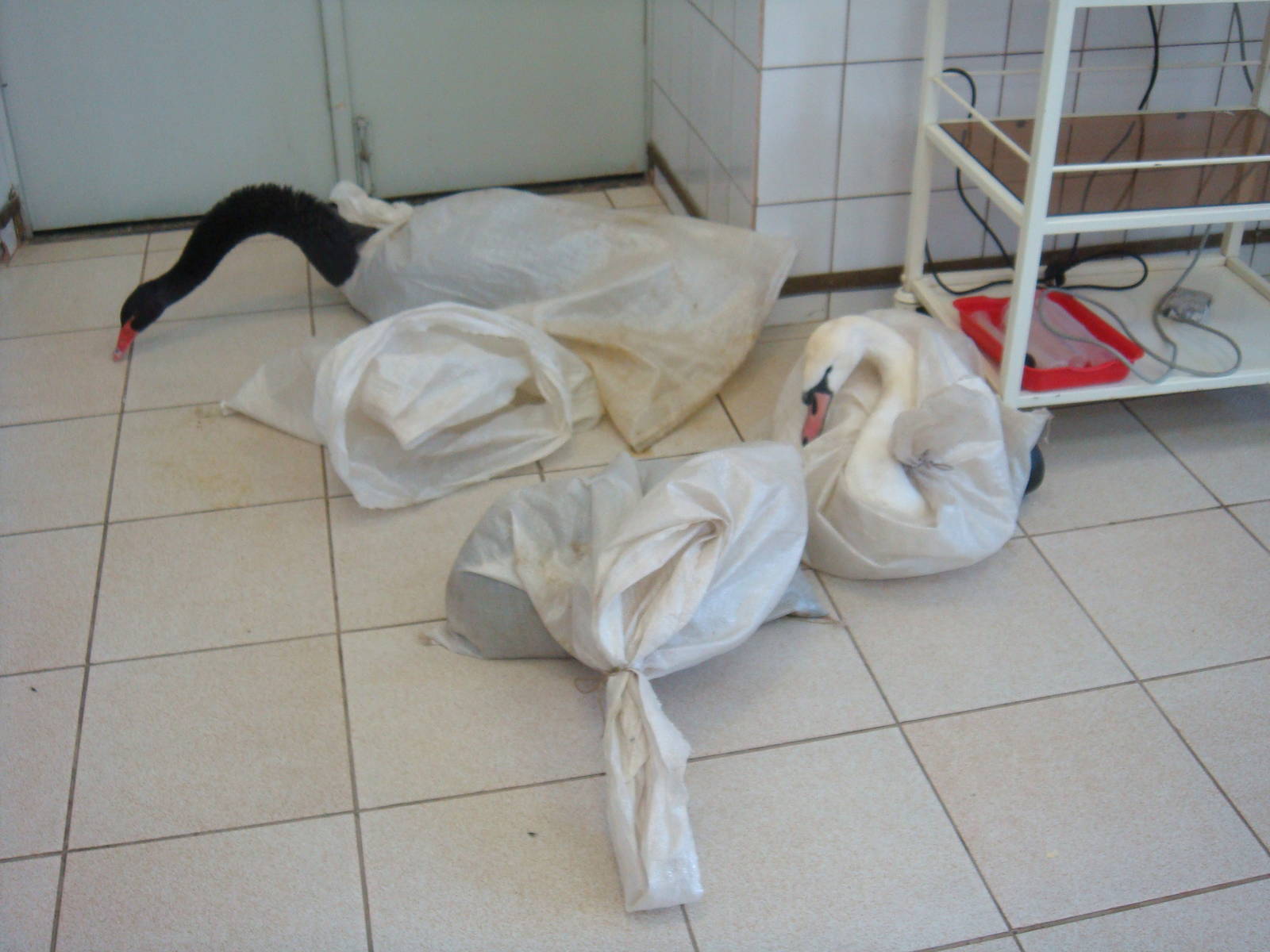 Swans before wing cutting