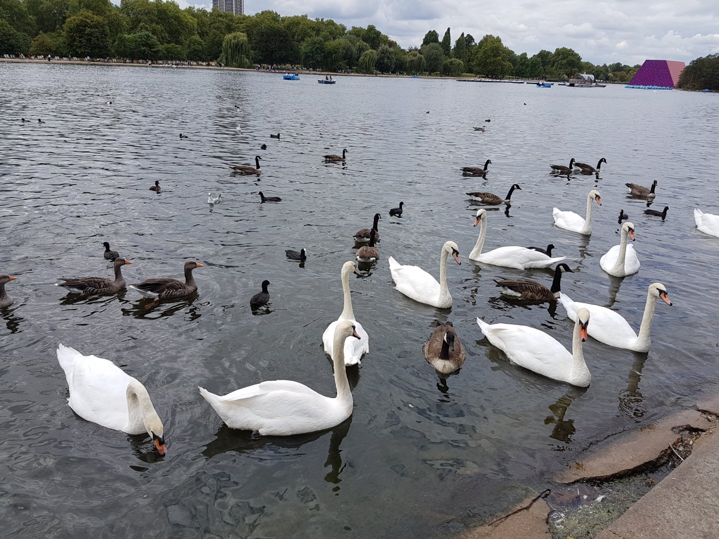 swans, ducks and gooses in lake of hyde park