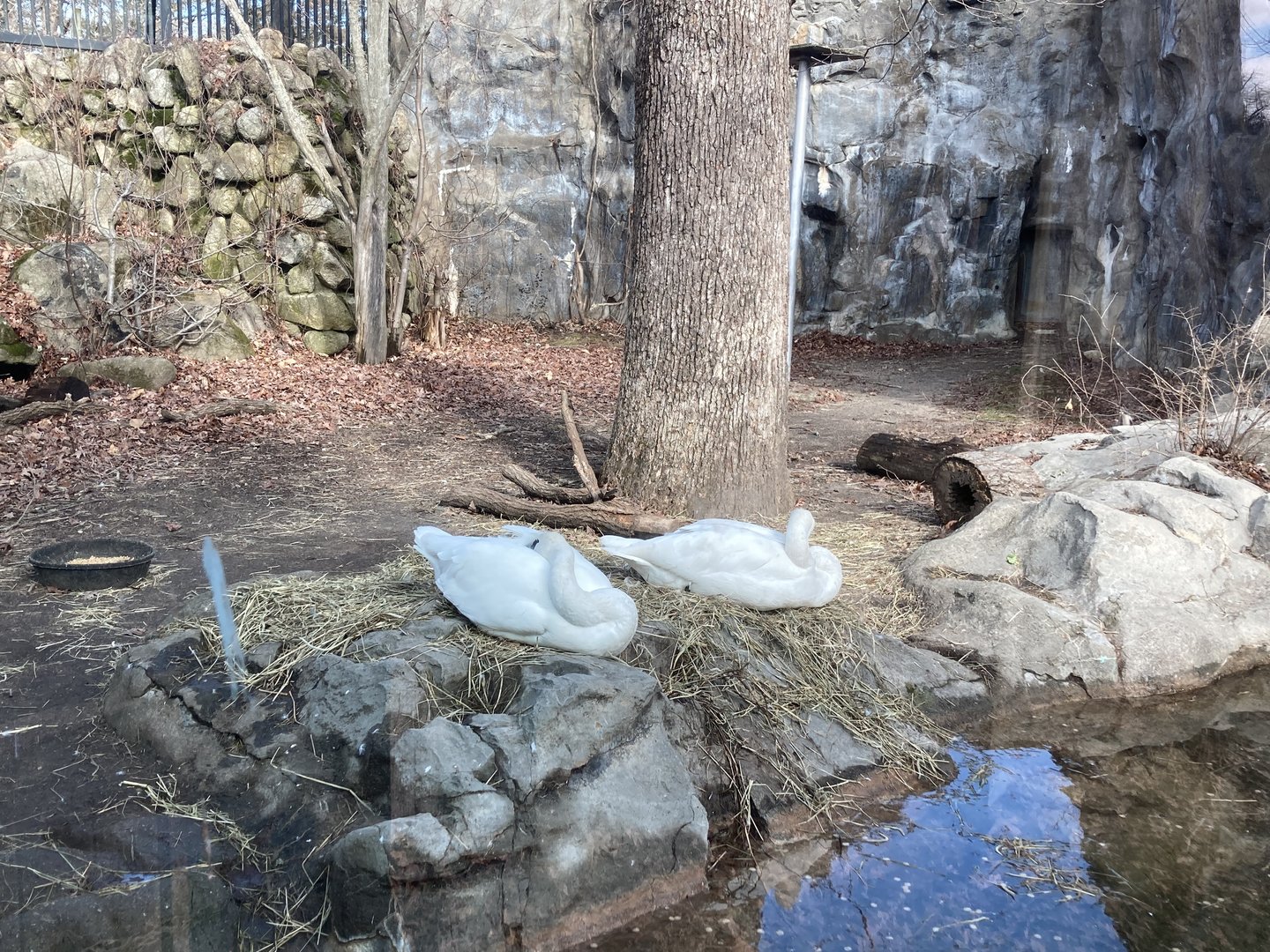 Swans in former North American Black Bear exhibit