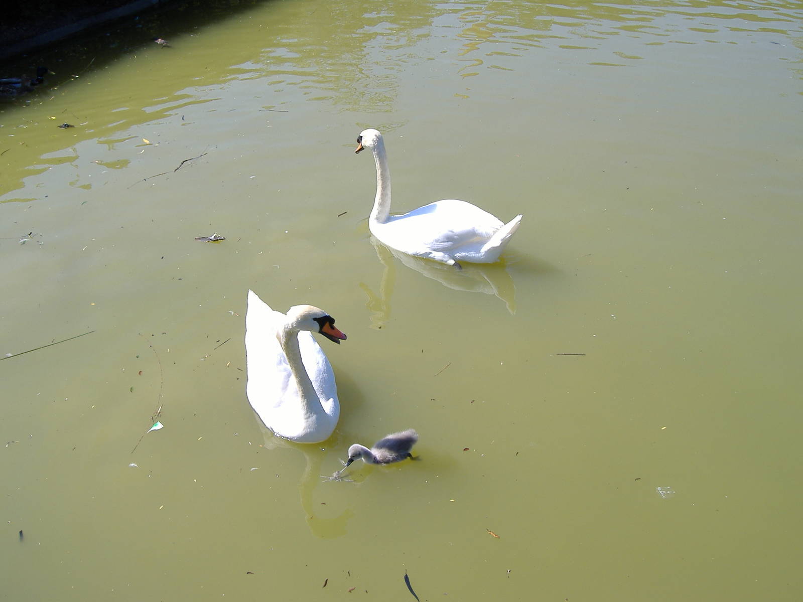 Swans in Paloma Park, Benalmadena, Malaga