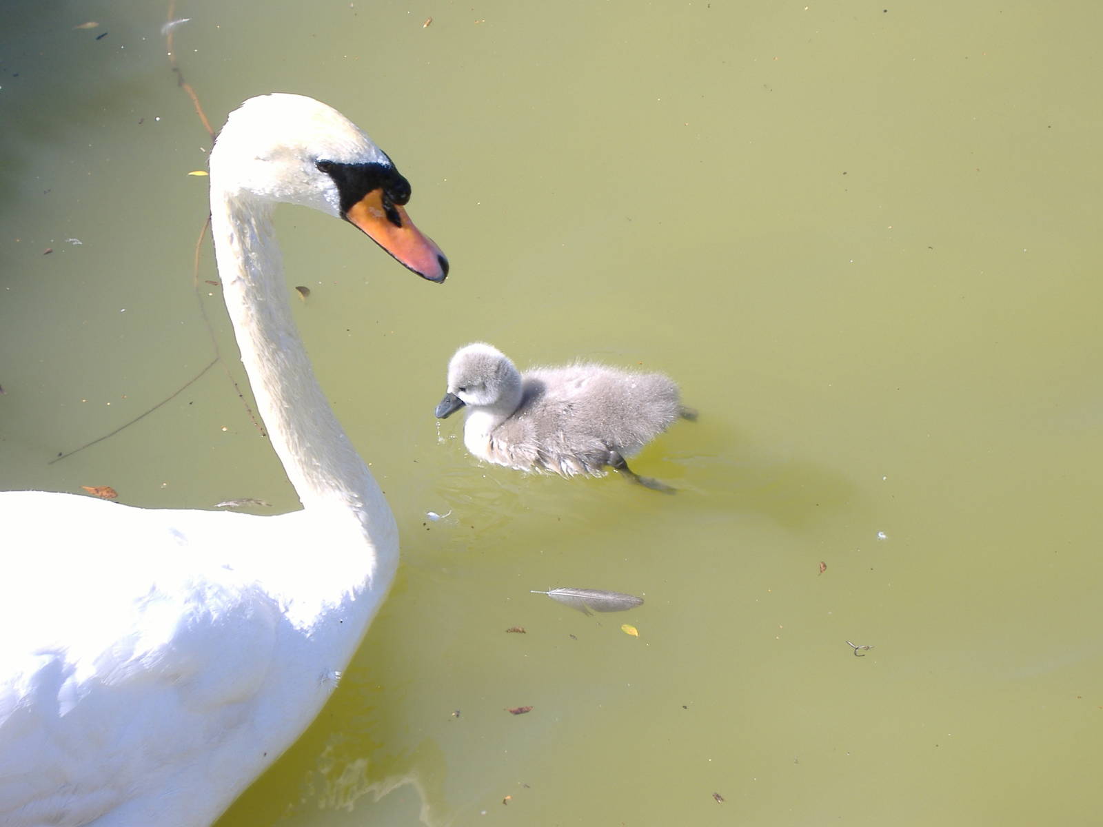 Swans in Paloma Park, Benalmadena, Malaga