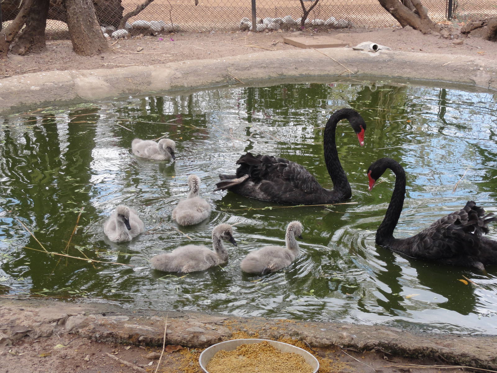 Swans with cygnets
