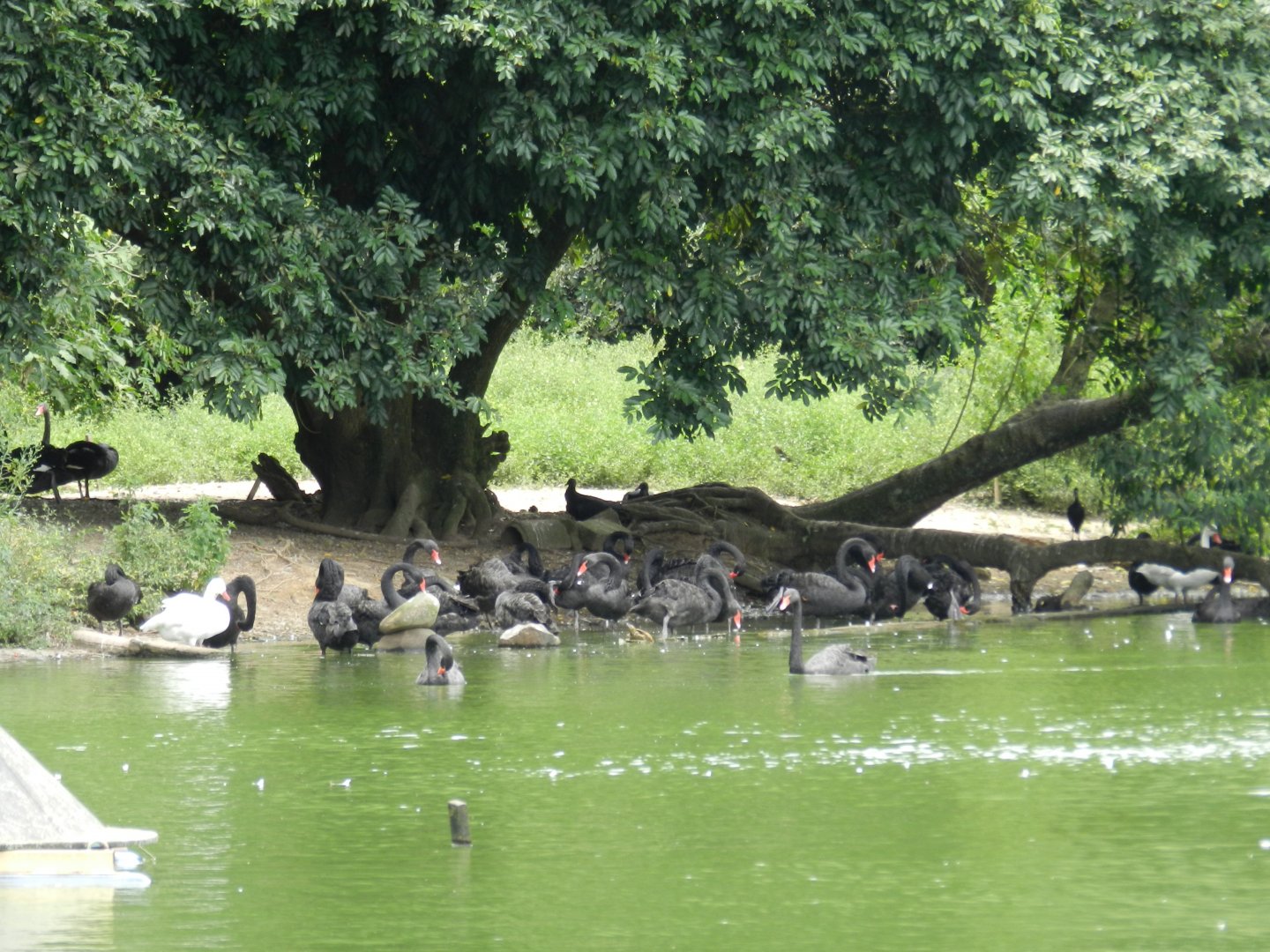 Swans - Zoo Sapucaia