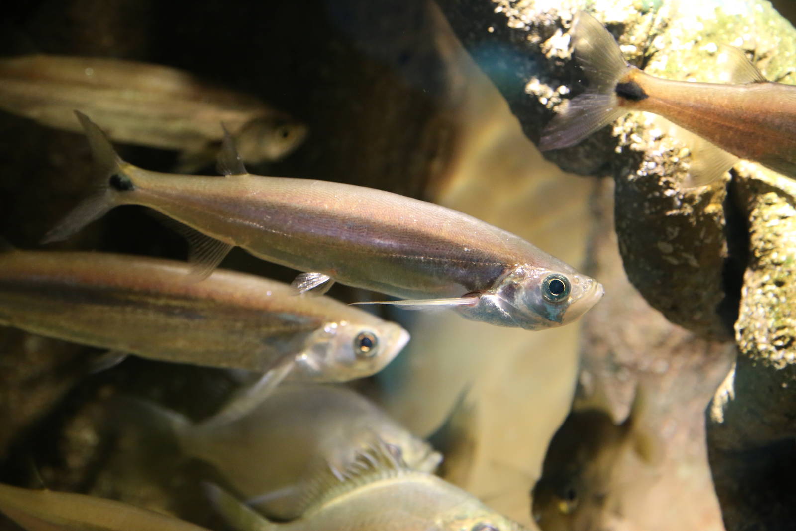 Sward Minnow (Macrochirichthys macrochirus)