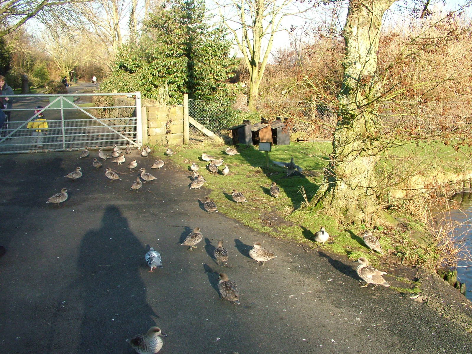Swarm of Marbled Teal at Martin Mere, 28/01/11