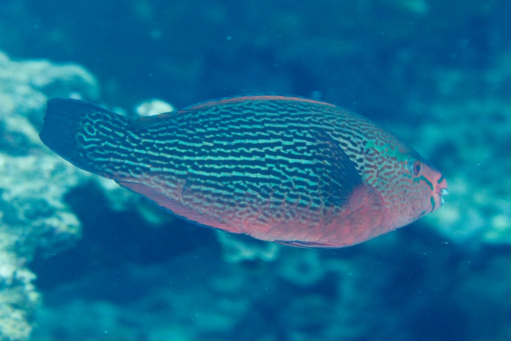 Swarthy Parrotfish female