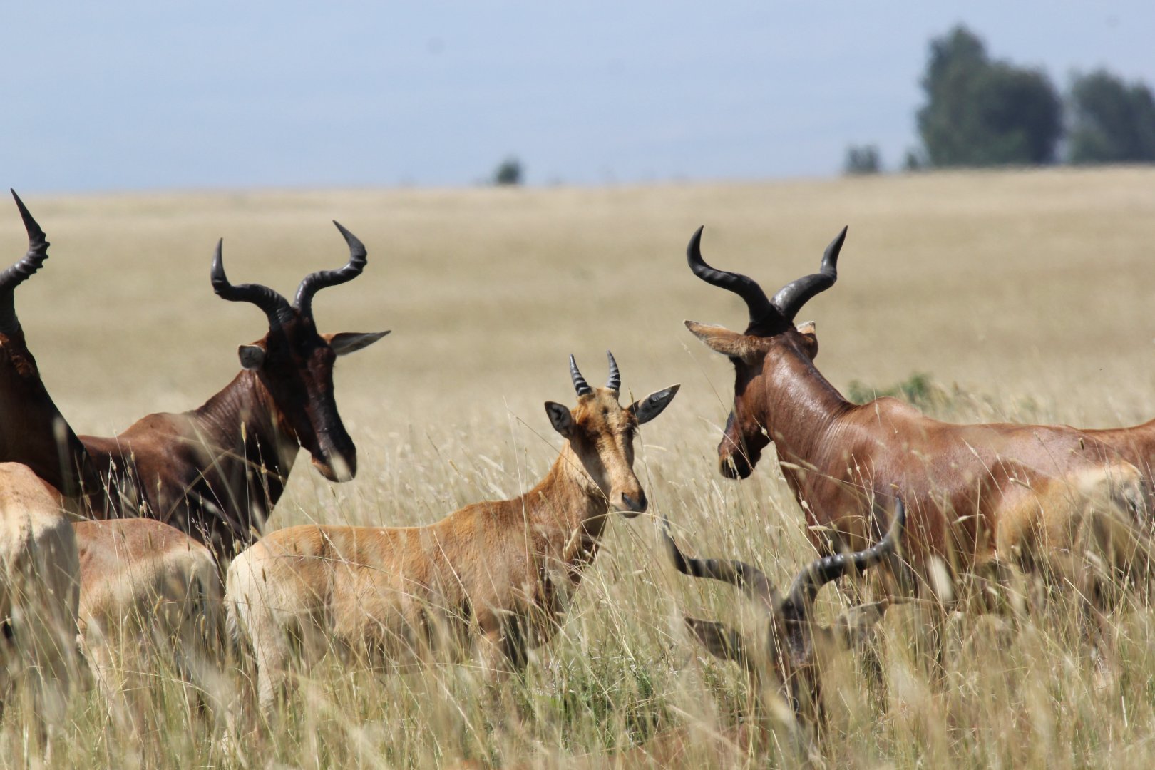 Swayne's hartebeest (Alcelaphus swaynei) young
