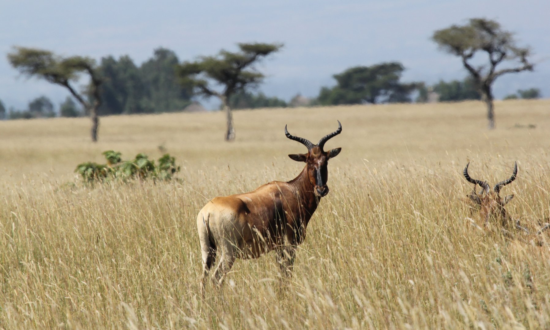 Swayne's hartebeest (Alcelaphus swaynei)
