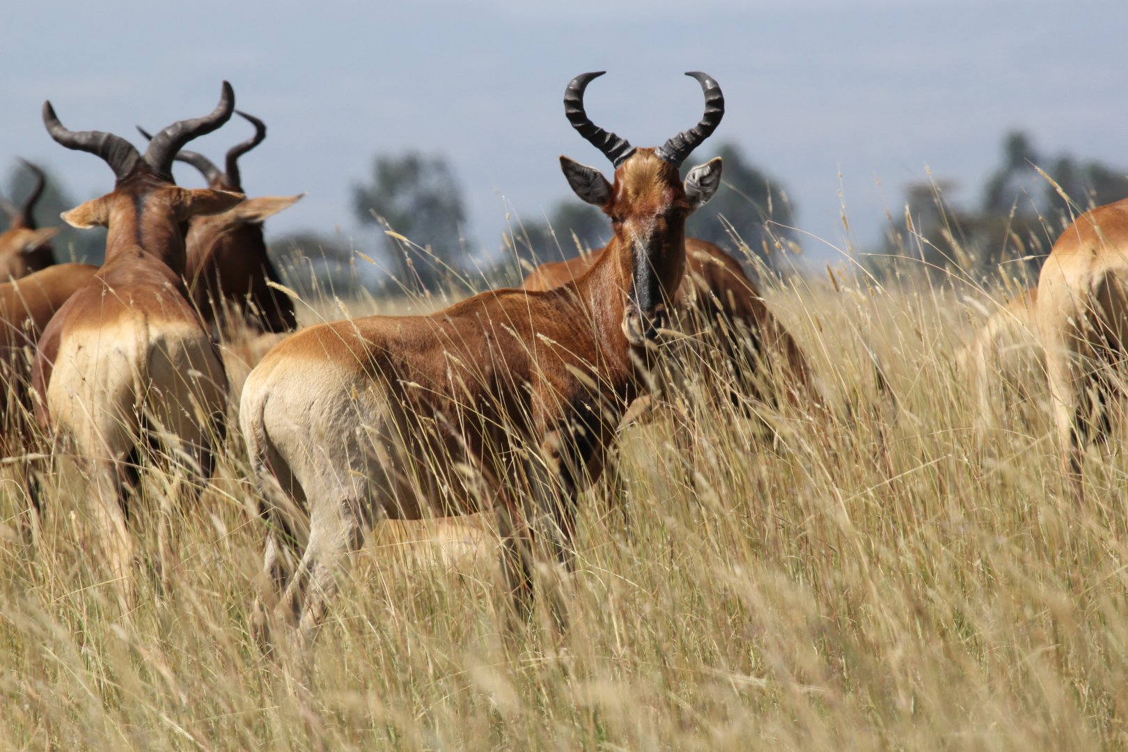 Swayne's hartebeest (Alcelaphus swaynei)