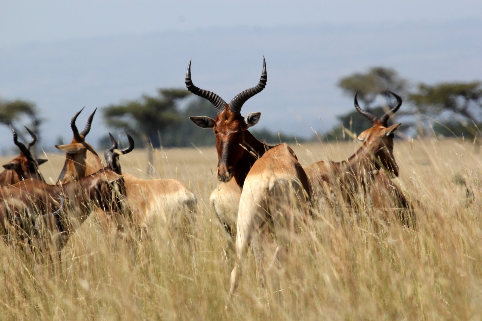 Swayne's hartebeest (Alcelaphus swaynei)