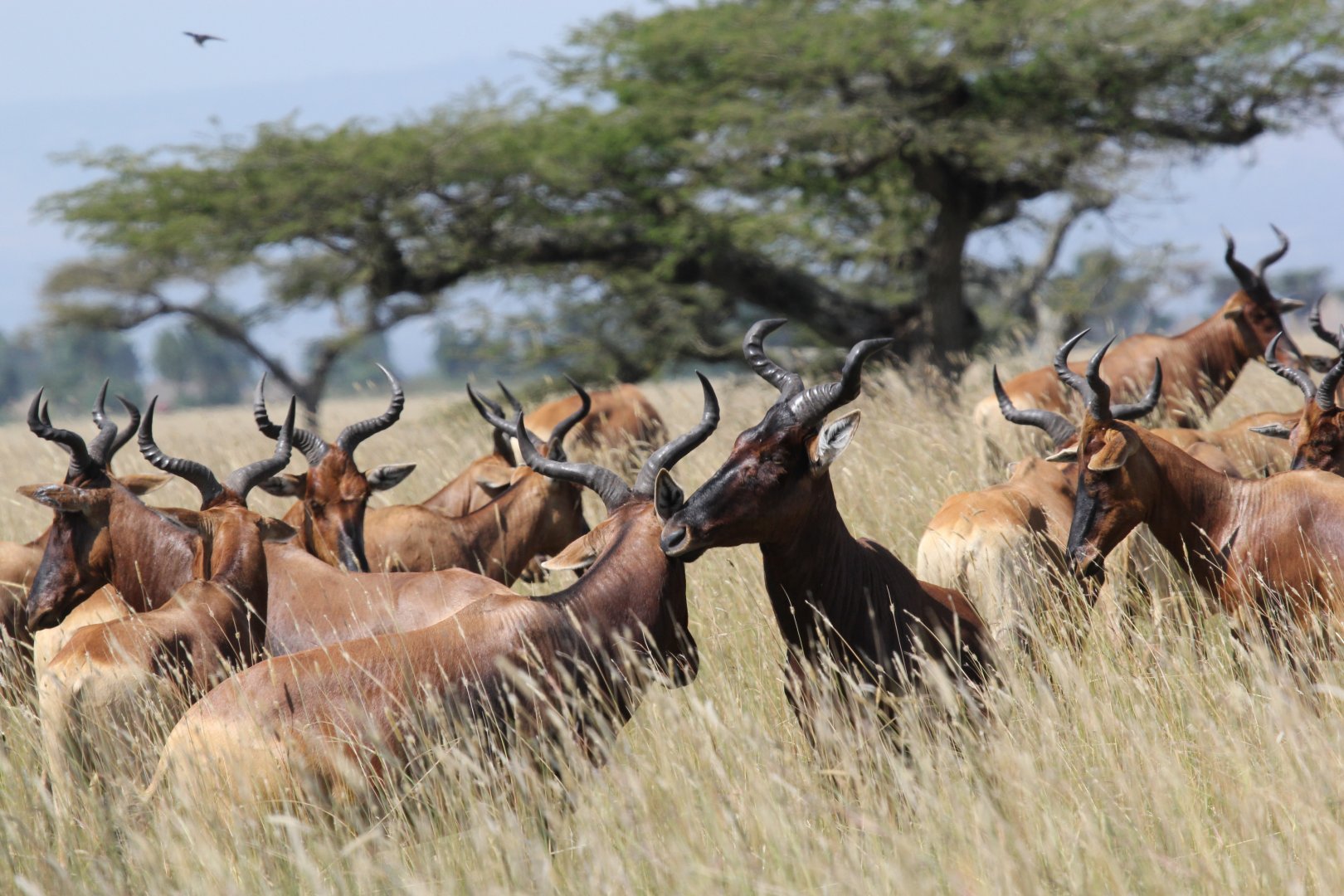 Swayne's hartebeest (Alcelaphus swaynei)
