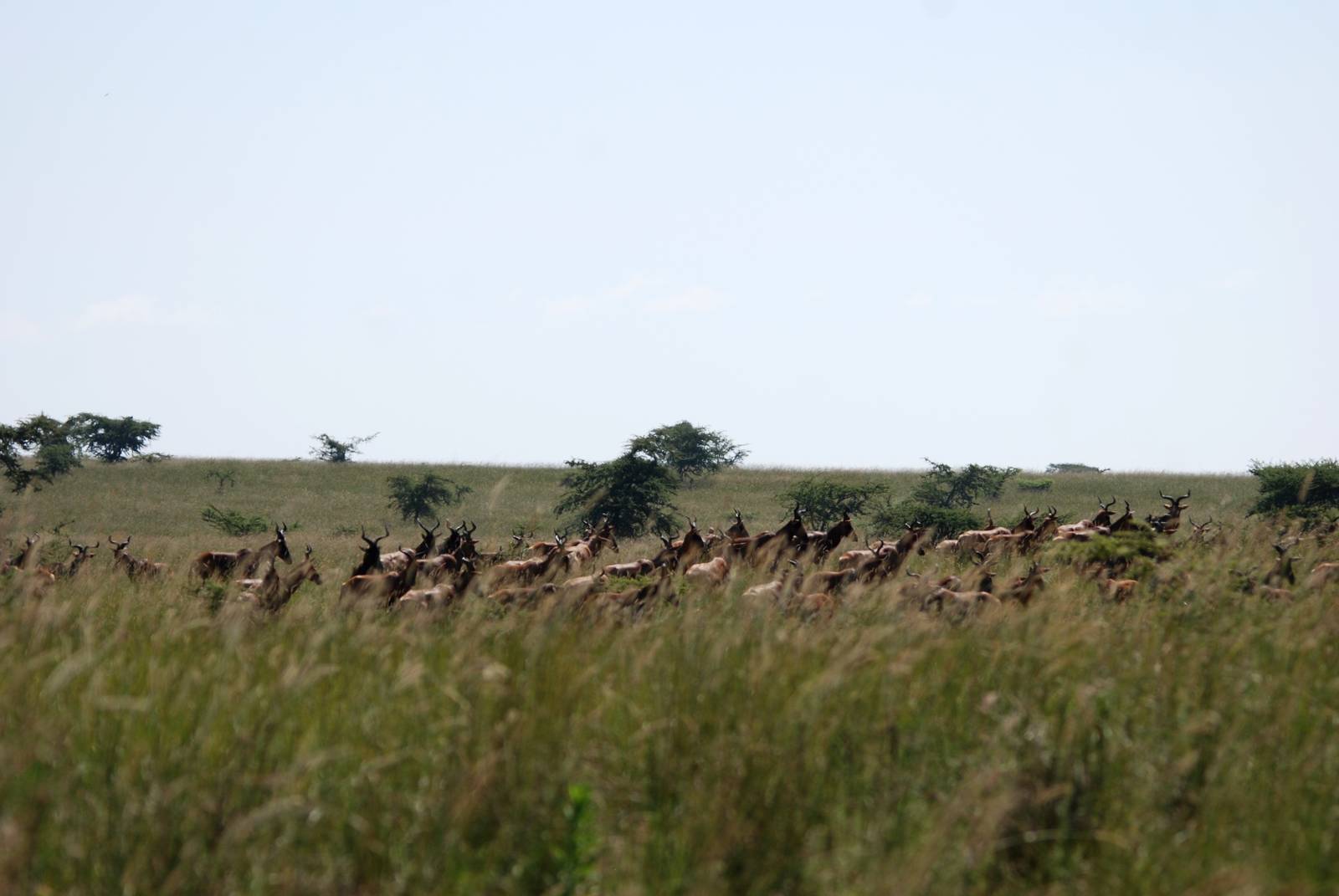 Swayne's Hartebeest at Senkelle, 17/10/14
