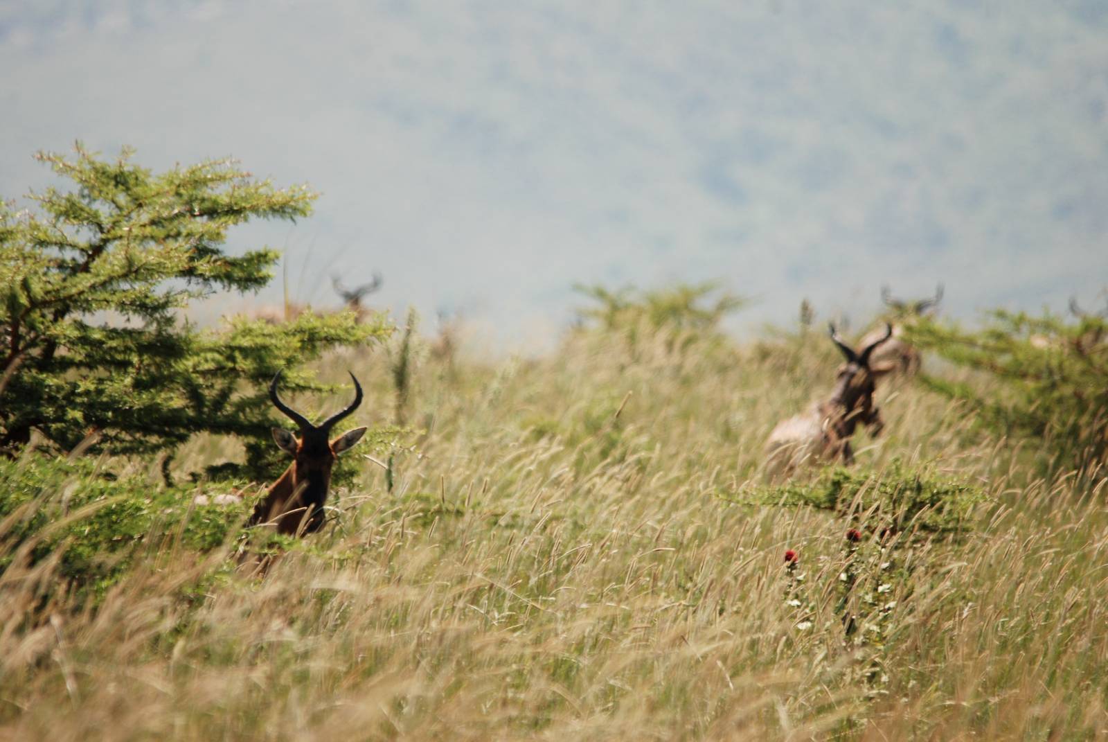 Swayne's Hartebeest at Senkelle, 17/10/14
