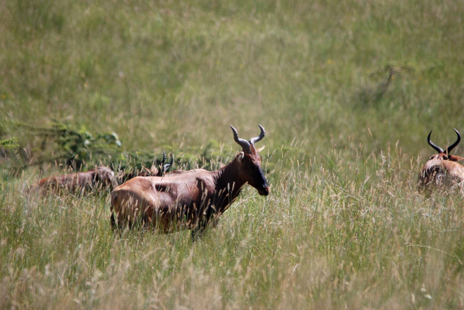 Swayne's Hartebeest at Senkelle, 17/10/14