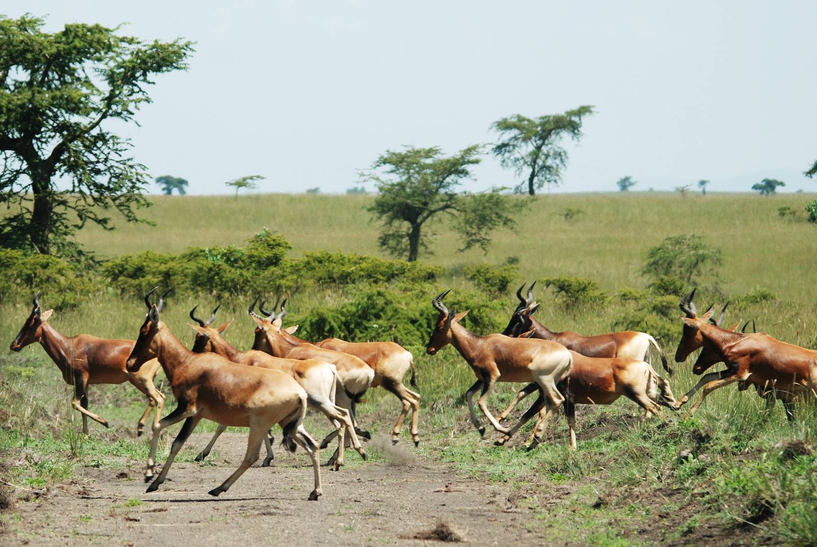 Swayne's Hartebeest at Senkelle, 17/10/14