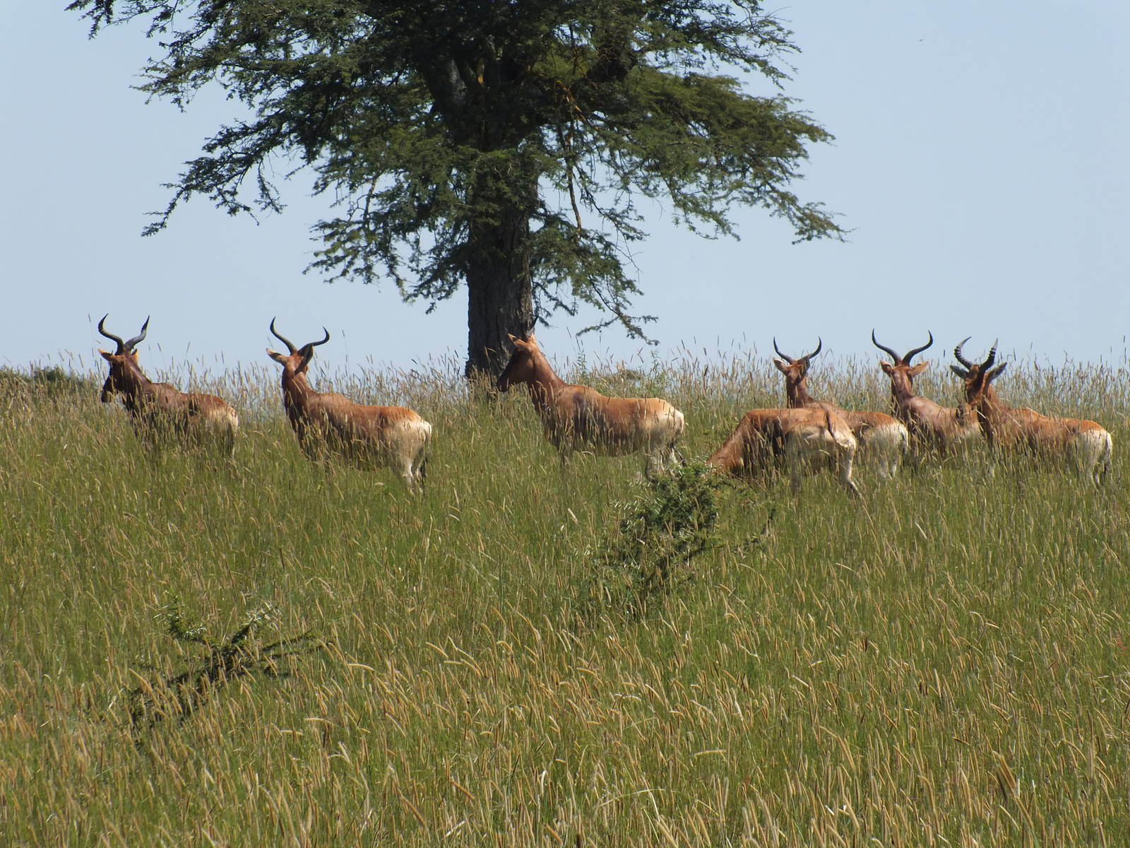 Swayne's Hartebeest