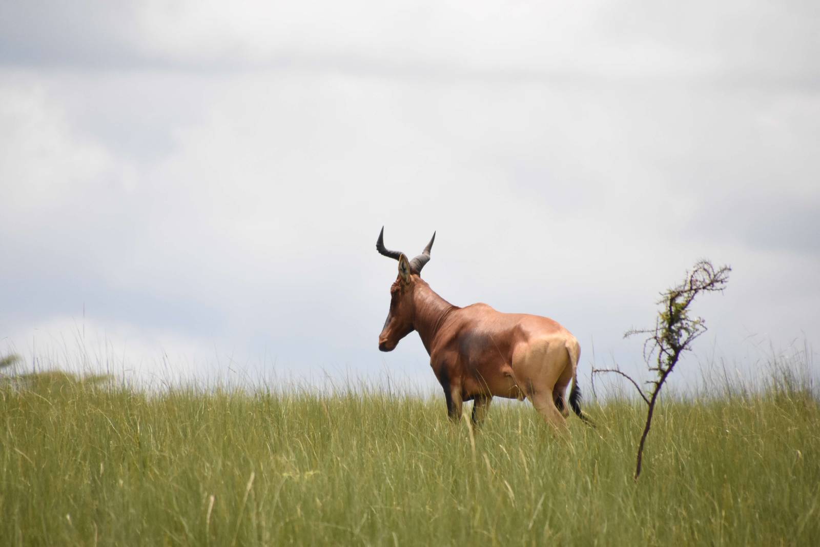 Swaynes Hartebeest