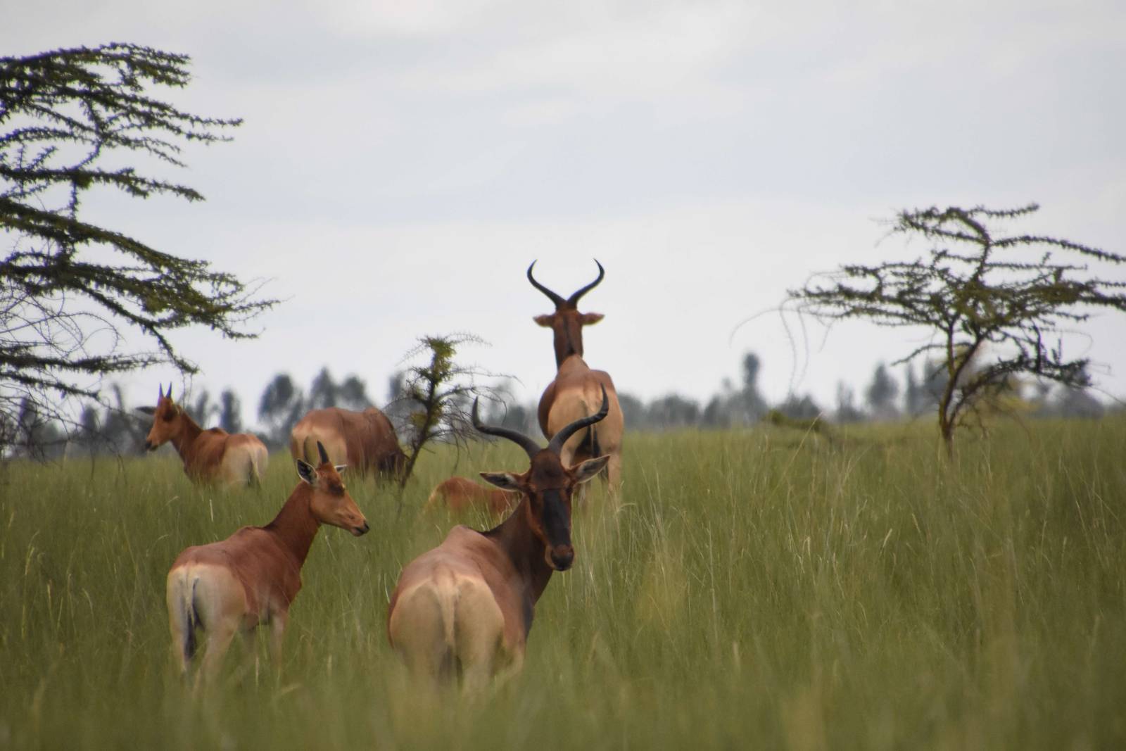 Swaynes hartebeest