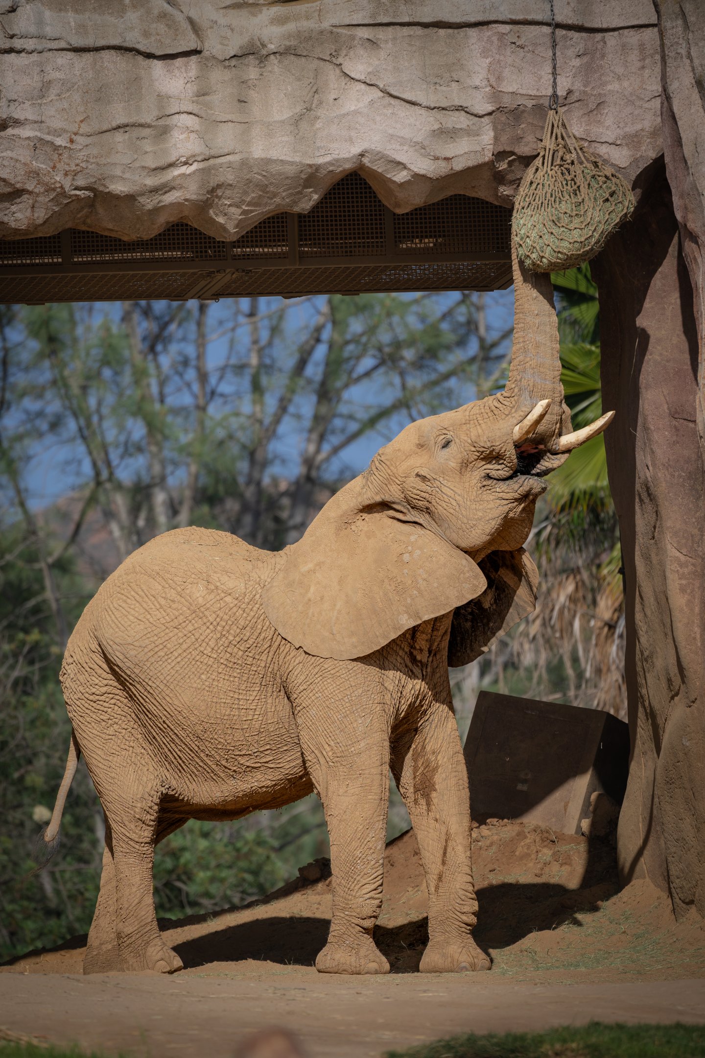 Swazi the African Bush Elephant