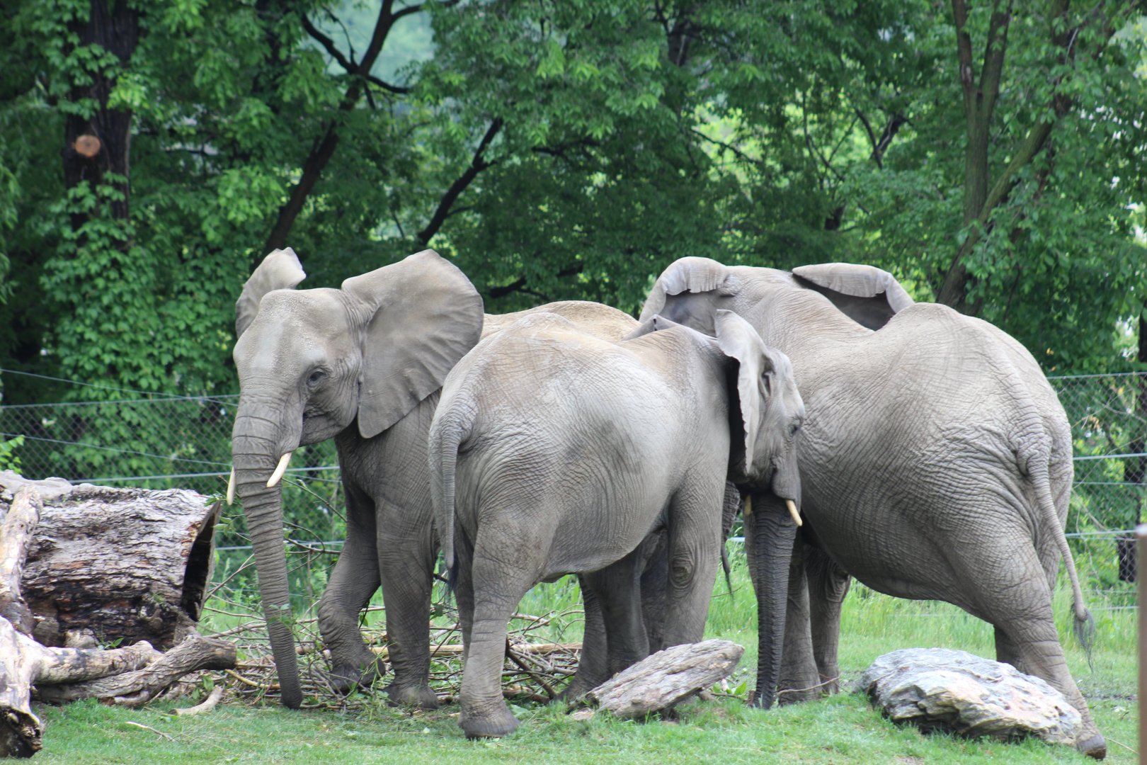 Swaziland Rescued Elephants