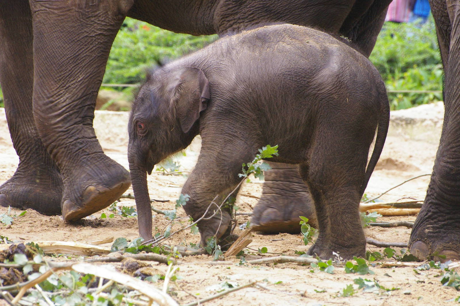Swe Zin of Emmen Zoo, born August 8, 2007