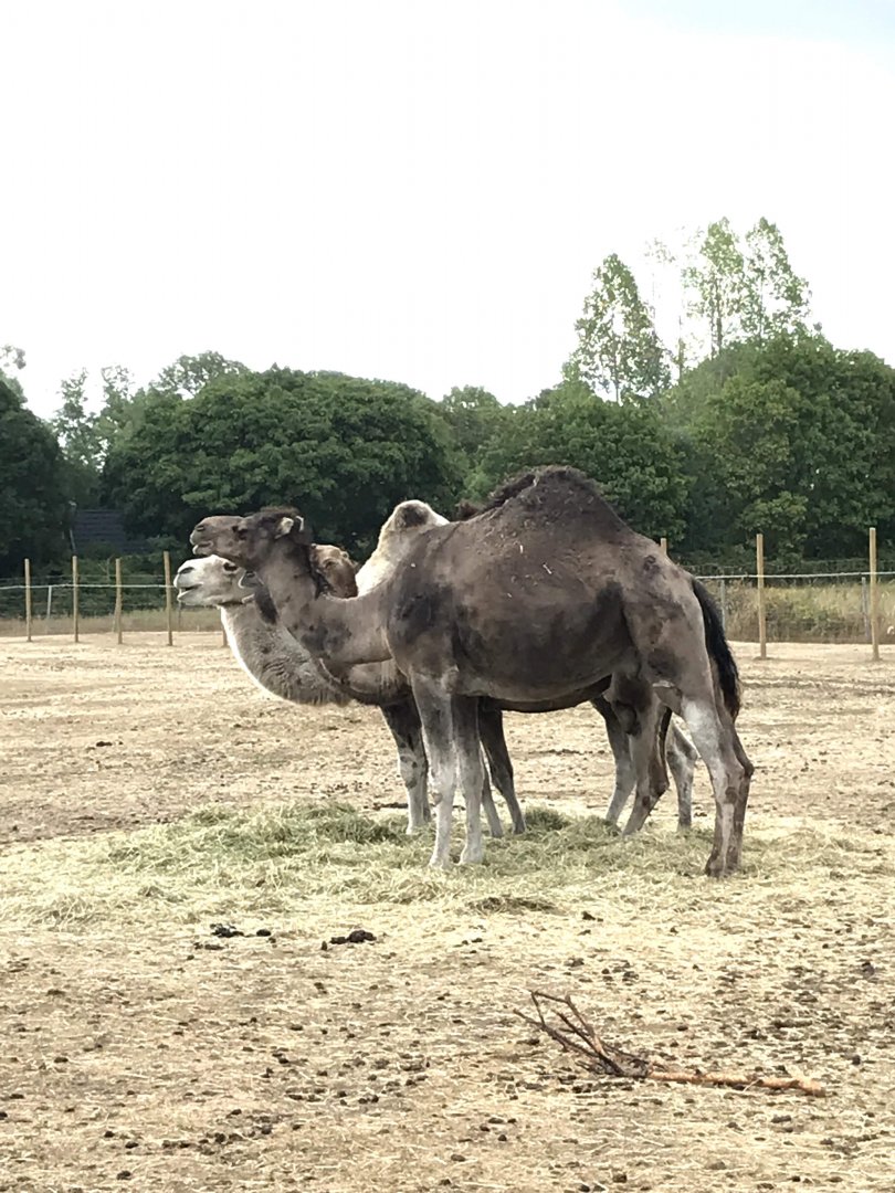 Sweden's only dromedary camel