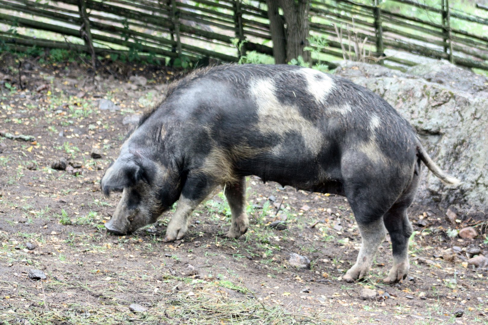 Swedish landrace pig (Linderödsvin) 2018