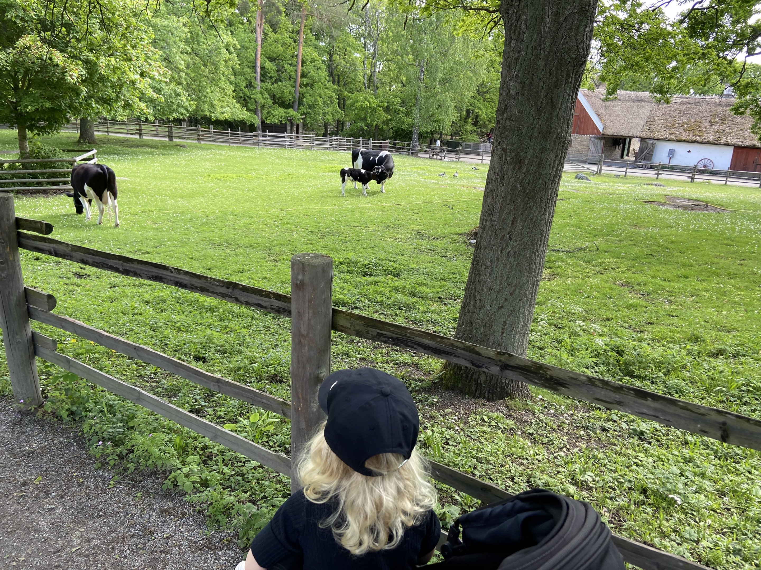 Swedish lowland cattle 2022
