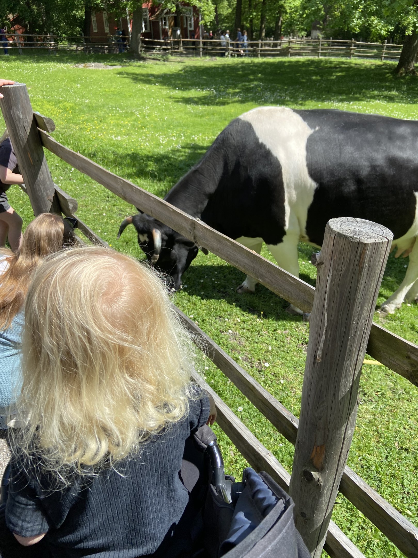 Swedish lowland cattle 2022