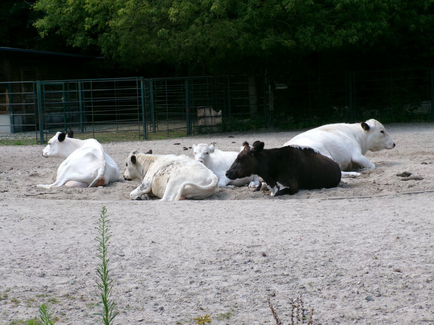 Swedish mountain cattle
